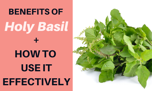 4 Holy Basil Benefits How to Use Ideal Timing Khroma